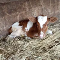 نگر داشت گاو واسب با شرایط آلی هست کیاشهر