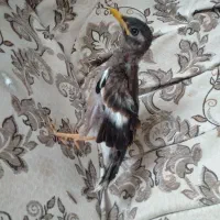 مرغ مینا