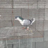 کبوتر دمگیرنر سینه دم پاک یدونه کج دم یه طرفش