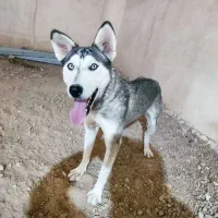 هاسکی باهوش نگهبانی|سگ|مراغه, |دیوار