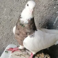سه عددطوقی