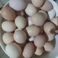 مزرعه تخم مرغ محلی نامی