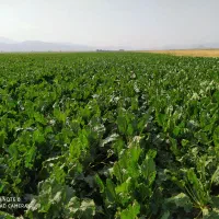 اجاره زمین کشاورزی همراه با چاه عمیق برقی|اجارهٔ دفتر صنعتی، کشاورزی، تجاری|خزل, |دیوار