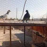 کفتر