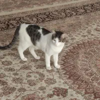 واگذاری رایگان