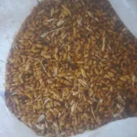 گندم بذری یونی استار گواهی شده|گل و گیاه طبیعی|پارسآباد, |دیوار