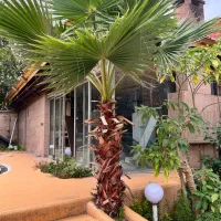 فروش درخت پالم|گل و گیاه طبیعی|رشت, دیانتی|دیوار