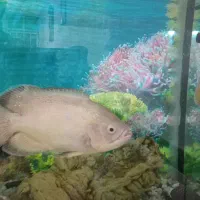 آکواریم شیشه خم شرکتی|ماهی|کنگاور, |دیوار