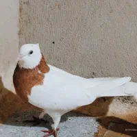 فروش ی جفت کبوتر طوقی