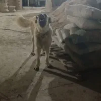 سرابی ۲ساله ماده|سگ|اندیمشک, |دیوار