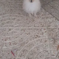 واگذاری سگ پامر ماده ۳ ماهه