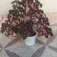 گل حسن یوسف|گل و گیاه طبیعی|اندیمشک, |دیوار