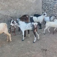 نری چاق|حیوانات مزرعه|قشم, |دیوار