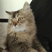 گربه اسکاتیش|گربه|سنندج, |دیوار