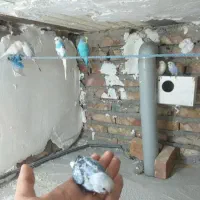 مرغ عشق تخم و جوجه ایی