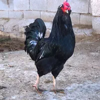 خروس گلین مشکی