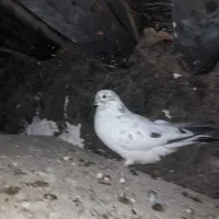 کبوتر ساعتی حرفه ای