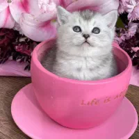 گربه اسکاتیش و بریتیش|گربه|مشهد, امیریه|دیوار