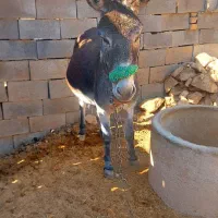 الاق گله ای|حیوانات مزرعه|اردل, |دیوار