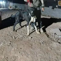 سگ سرابی واگذاری|سگ|تبریز, |دیوار