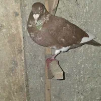 دورگ درجه یک ذات فولاد|پرنده|شوشتر, |دیوار