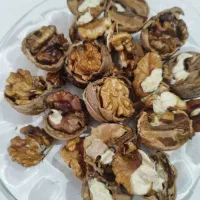 گردو با کاج روستای شاره امسال