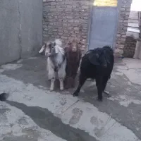 بزغاله  ماده