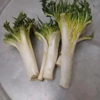 فروش کنگر  عمده