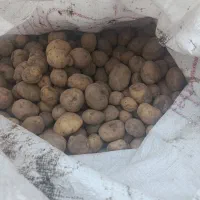 سیب زمینی بدون خاک و خرابی