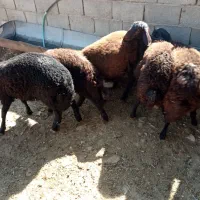 بره نرو ماده