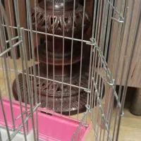 قفس نو وضخیم|لوازم جانبی حیوانات|زنجان, |دیوار
