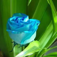 فروش سیم کارت همراه اول دائمی، رند در حد صفر