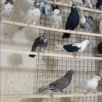 کفتره فرشاد