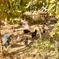 مرغ خروس گلین|حیوانات مزرعه|شاهدشهر, |دیوار