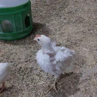 جوجه مرغ و خروس زیر قیمت