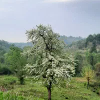 زمین