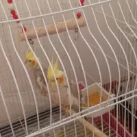 یک جفت عروس هلندی و یک جفت طوطی برزیلی