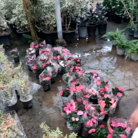 حسنیوسف گل ابشارطلائی قاشقی شمعدونی رز رونداطلسی