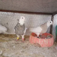 طوقی|پرنده|پیر بکران, |دیوار