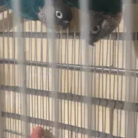 جفت طوطی ملنگو و گرینچیک|پرنده|زرند, |دیوار