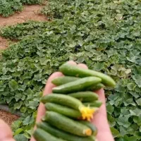 خیار شور بطری  تازه و خوش تعم|خوردنی و آشامیدنی|دهگلان, |دیوار