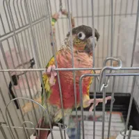 طوطی گرینجیک|پرنده|شهریار, شهرک وائین|دیوار