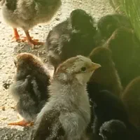 مرغ محلی مادر با جوجه