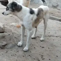 این ماده سگ گمشده|حیوانات|بجنورد, |دیوار