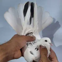 کفتر پرشی|پرنده|رباطکریم, شترخوار|دیوار
