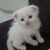 دوعدد گربه اسکاتیش