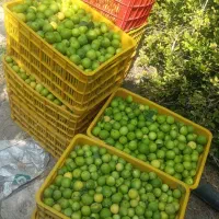 ابلیمو طبیعی