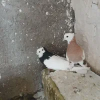 کفتر|پرنده|داراب, |دیوار