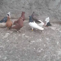 ۸کبوتر رنگی|پرنده|بوئین زهرا, |دیوار