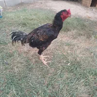 خروس لاری
